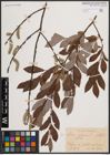 Foto von Salix cinerea L. x Salix phylicifolia L.